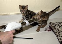 SierraGold Bengals: Merlin and Lancelot play with the vacuum.  <br>